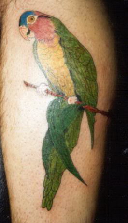 parrot bird Fantastic tattoo