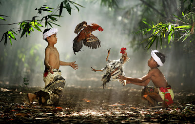 Pelea de gallos en Indonesia - Cockfight