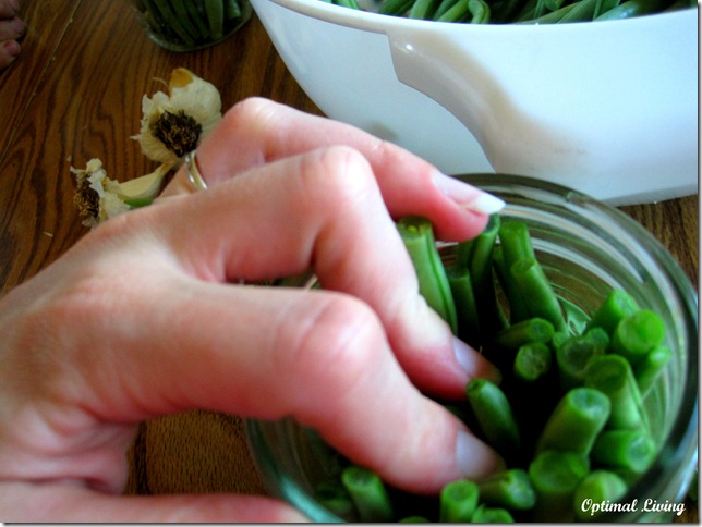 Dilly Beans 8