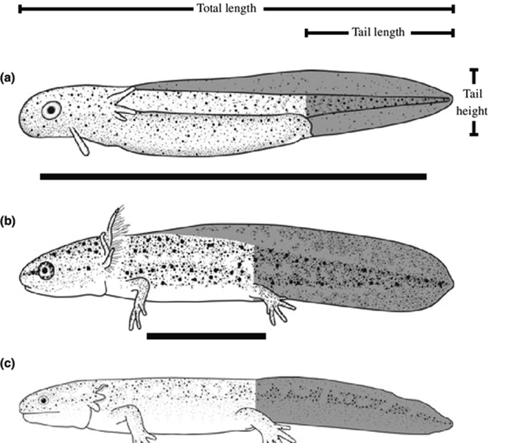 Etapas de la vida de la salamandra manchada, Ambystoma maculatum: (a) embrionaria, (b) larva/renacuajo; (c) metamorfosis; (d) adulto. La longitud total es desde la punta del hocico hasta la punta de la cola.