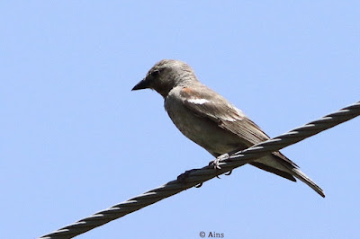 Yellow-throated Sparrow