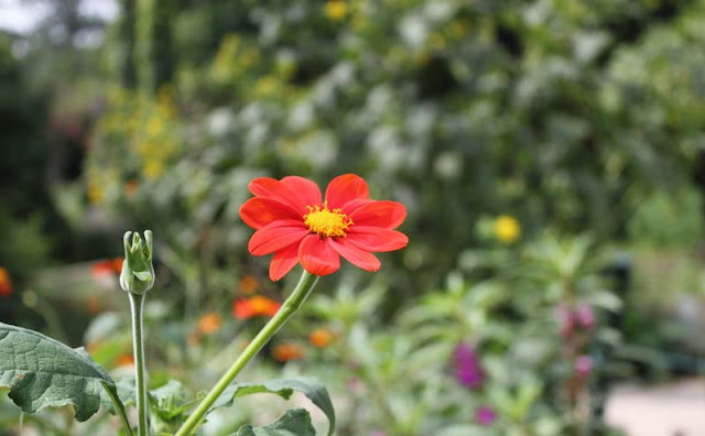 Mexican Sunflower Pictures