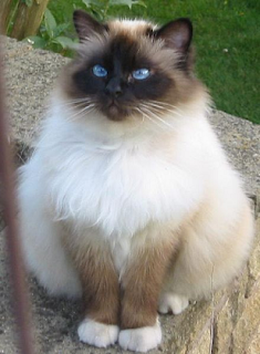 Birman Picture