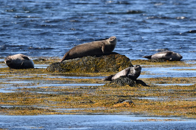 Seals along the East Coast Trail and Great Trail.