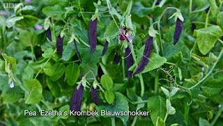 Peas Blauwschokker