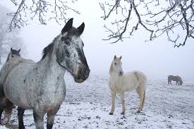 Feeding Horses In The Winter