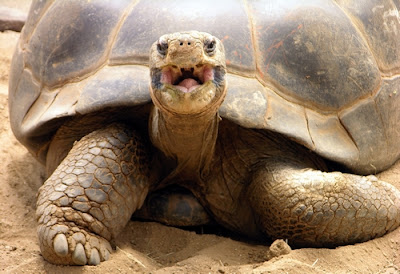 desert tortoise