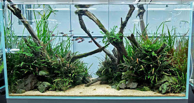 Desain Aquascape