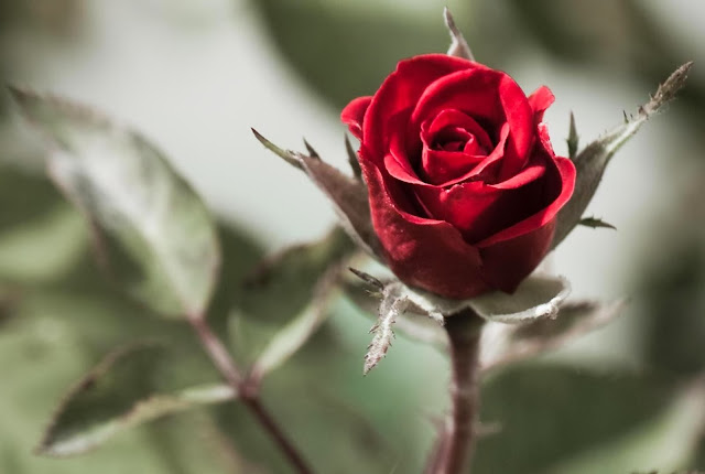 Red Rose Wallpapers Free Download