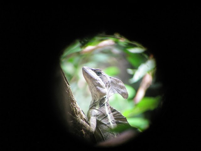 dragon en costa rica