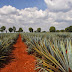 Reconoce China Denominación de Origen del Tequila