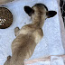 DOG PROBABLY ABANDONED - Tijuana Mexico