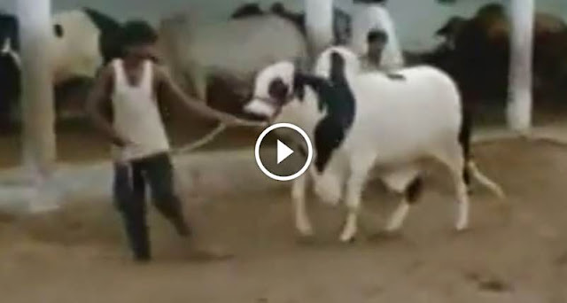Jamal Cattle Farm Bachra - Cow Mandi 2014  2014,  cattle farming in pakistan, Jamal Cattle Farm Bachra - Cow Mandi 2014  2014, shah cattle farm 2014 facebook, shah cattle farm 2014 pics, shah cattle farm 2014 cows,