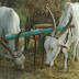 cows at bullock cart