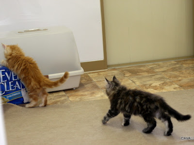 猫 ミルク いつまで 310538-猫 ミルク いつまで