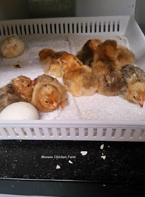 just hatched d'Uccle chicks
