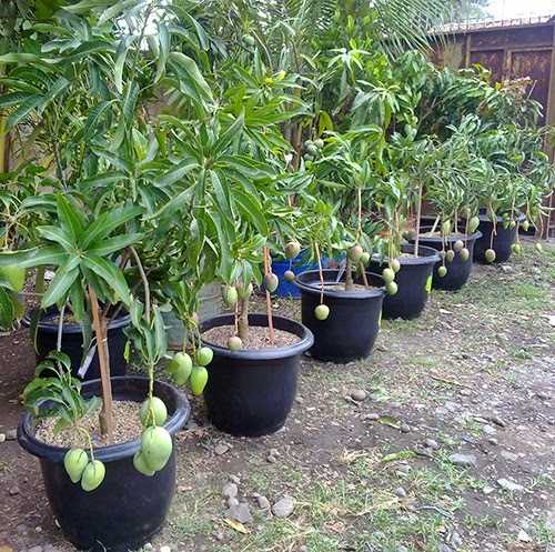 Inspirasi Paling Baru 12+ Budidaya Pohon Mangga Dalam Pot