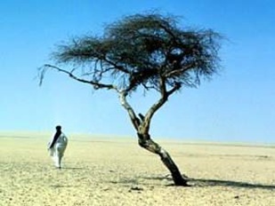 tree_of_tenere_1