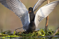 Black terns mating on nest, Tartu Cy, Estonia - May 2007,  Sven Začek