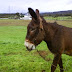 Por la Patada de Un Burro