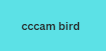 cccam bird