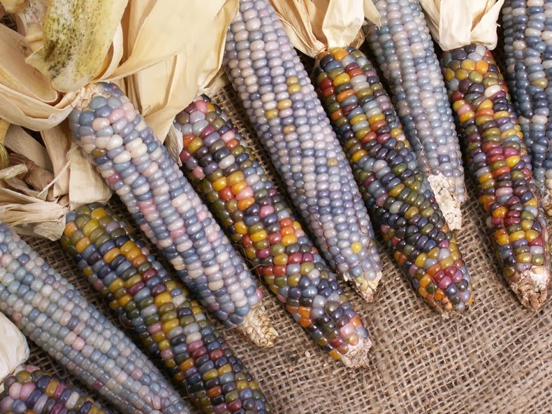 glass-gem-corn-11 glass-gem-corn-11