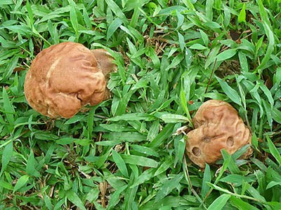 Puff Balls (Calvatia sp.)