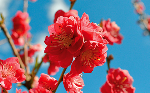 Standalone self pollinating flowering and fruiting trees for alpharetta georgia include peach