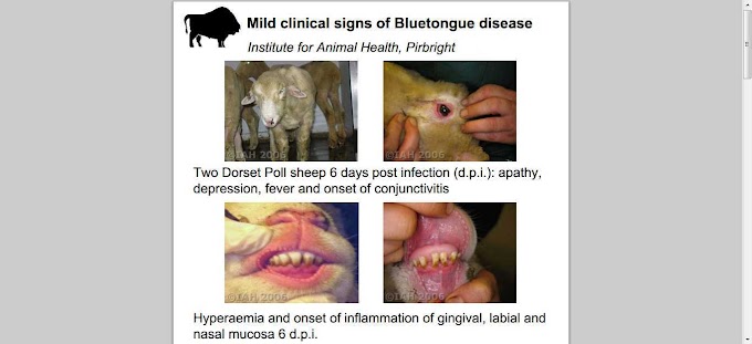 Doença da língua azul ( Bluetongue ) 