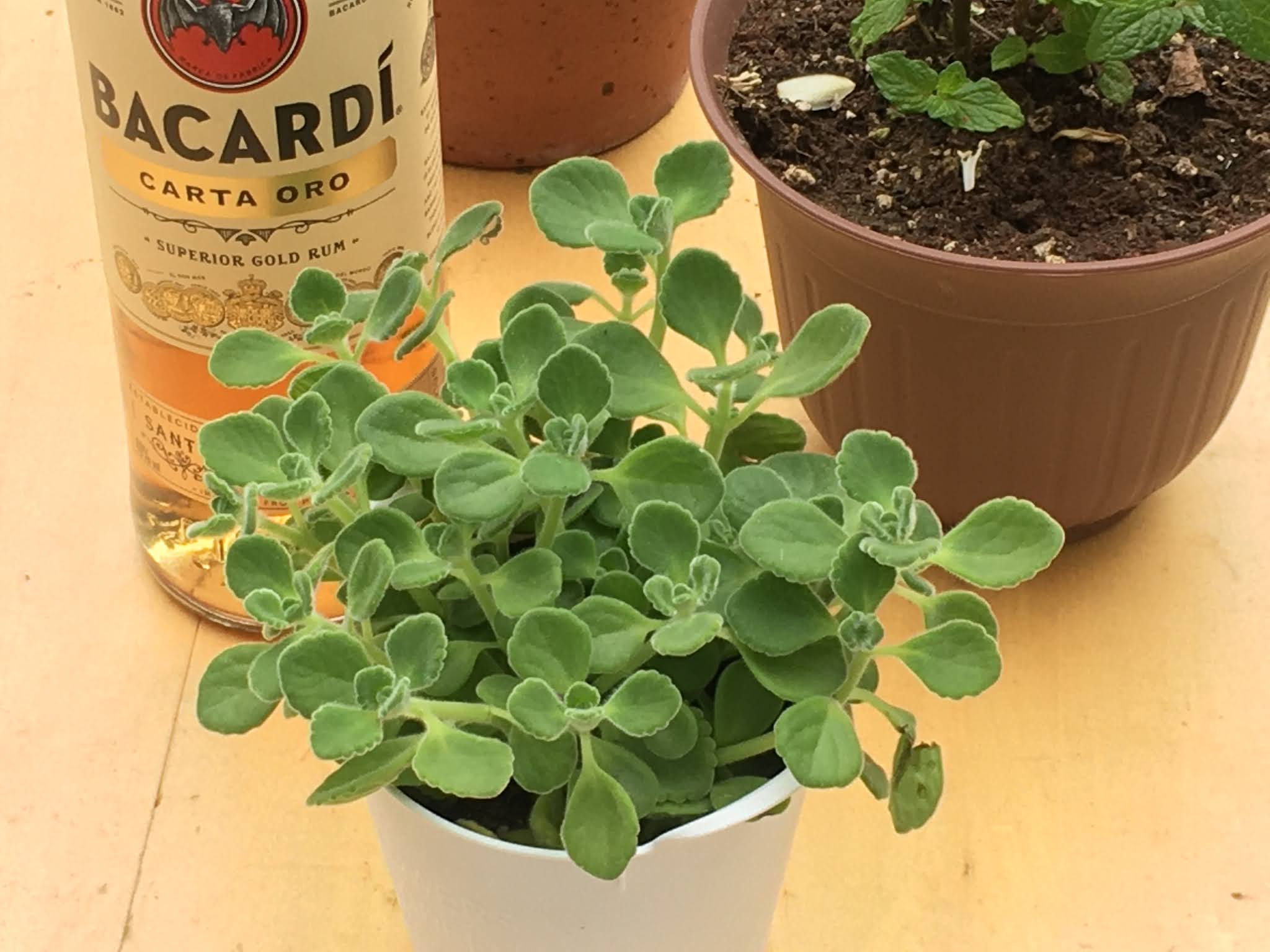 Beyond The Motor アロマティカス 植物萌え W アロマティカス がお気に入りの件っ Beyond The Motor アロマティカス 植物萌え W アロマティカス がお気に入りの件っ