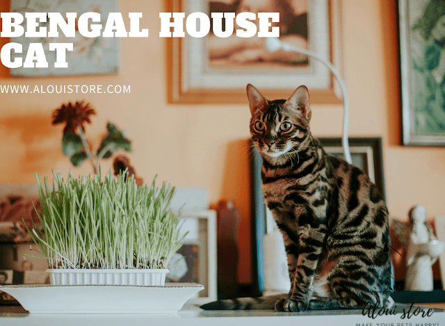 Bengal House Cat