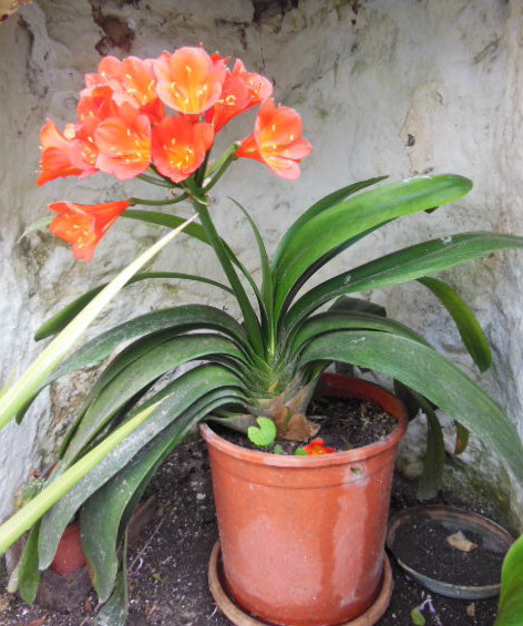 Clivia