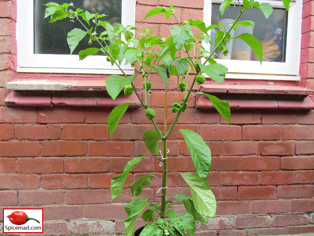 Trinidad Moruga Scorpion - 31st July 2021