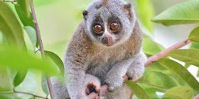One of the LORISES