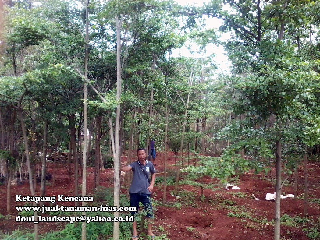  Jual  Pohon  Ketapang  Kencana Ketapang  Varigatha TUKANG 