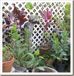 12-28-frnt-patio