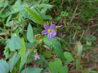 Melochia pyramidata - Mélochie pyramidale