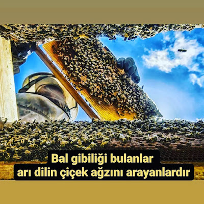 OSMAN YAZICI,bal gibiliği bulanlar,arı dilin çiçek ağzını arayanlar,bal,arıcılık,arı,agu,zehir,zehr,çiçek,kovan,hz. Muhammed,mümin,tarım ve insan fotoğraf yarışması,