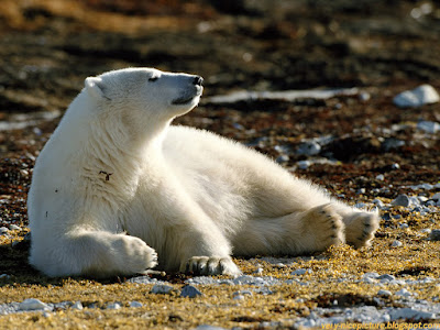 Amazing pictures and facts about Polar Bear