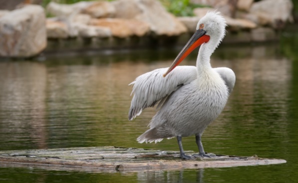 Pelecanus crispus