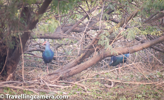Strangely, we saw several interesting birds right before we exit the sanctuary. This pair was hiding in the bushes on the shore of the lake. Grey-headed Swamphen is a type of Rail and was earlier considered to be a subspecies of the Purple Swamphen. It was elevated to a full species status in 2015. 