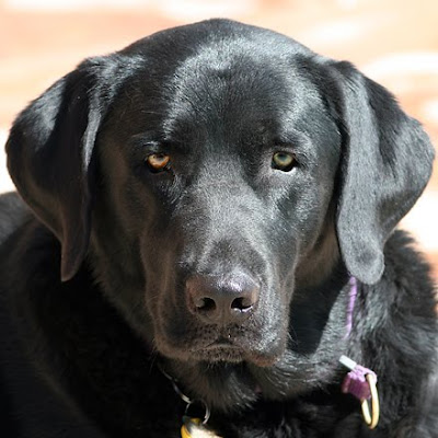 black Labrador Retriever