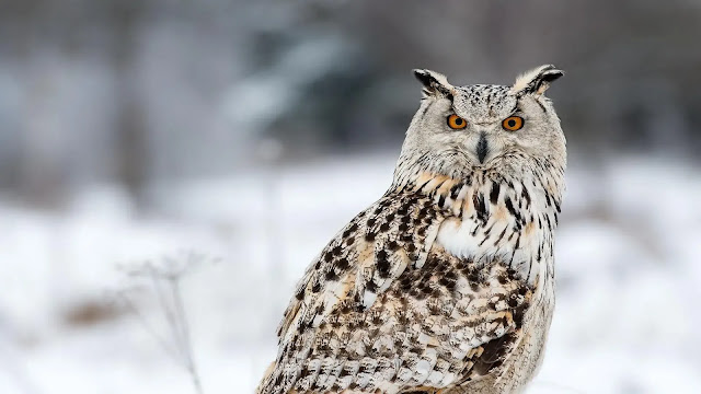 Great Horned Owls