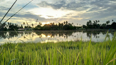 Sawah Zuhair