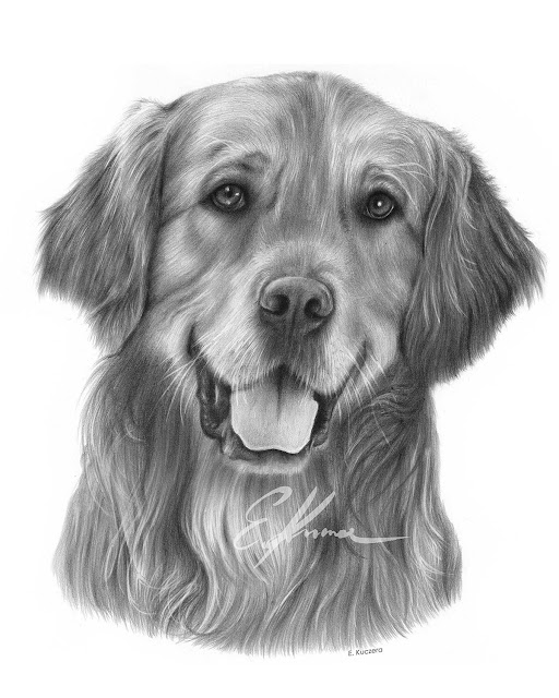 Graphite pencil portrait of a Golden Retriever