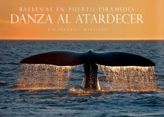 Turismo en Patagonia y la Cola de la Ballena al atardecer en un avistaje de ballena, como presentación de la nota