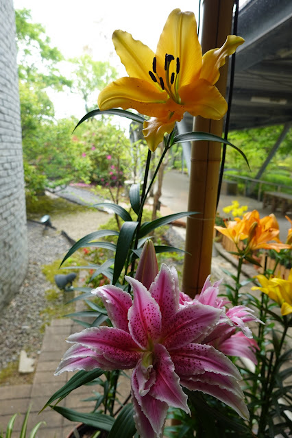 鳥取県西伯郡南部町鶴田 とっとり花回廊 ゆりの館