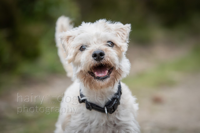 Pet portrait gift voucher Aberdeen