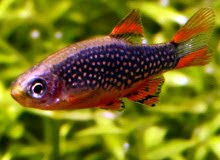 Freshwater Fish for Aquascape Aquarium Rasbora Galaxy Rasboras