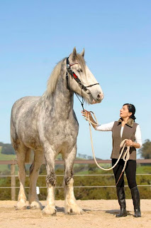 World's Largest Horse ever - Luscombe Nodram